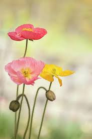 Image result for Papaver nudicaule