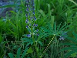 Attēlu rezultāti vaicājumam “Lupinus polyphyllus leaf”