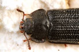 Attēlu rezultāti vaicājumam “Grynocharis oblonga”