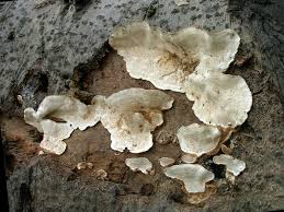 Attēlu rezultāti vaicājumam “Heterobasidion parviporum”