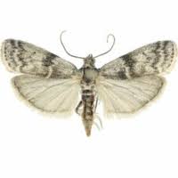 Attēlu rezultāti vaicājumam “Apomyelois bistriatella”