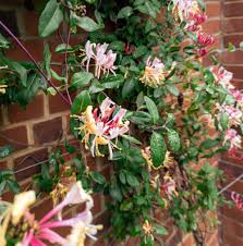 Attēlu rezultāti vaicājumam “Lonicera”