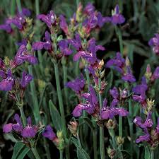 Image result for Salvia officinalis