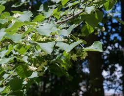 Attēlu rezultāti vaicājumam “Tilia americana”