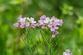 Attēlu rezultāti vaicājumam “Cardamine pratensis flower”