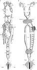 ScienceDirect.com - Fish Physiology - Cardiovascular Systems in ...
