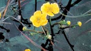 Attēlu rezultāti vaicājumam “Ranunculaceae”