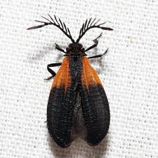 Attēlu rezultāti vaicājumam “Lycidae”