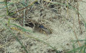 Attēlu rezultāti vaicājumam “Bembix rostrata”