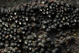 Attēlu rezultāti vaicājumam “Ruzenia spermoides”