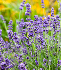 Attēlu rezultāti vaicājumam “Lavandula angustifolia flower”