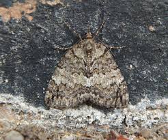 Attēlu rezultāti vaicājumam “Hydriomena impluviata”