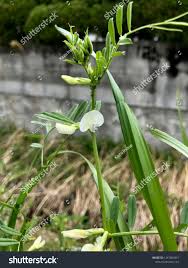 Attēlu rezultāti vaicājumam “Vicia angustifolia flower”