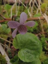 Attēlu rezultāti vaicājumam “Viola palustris”