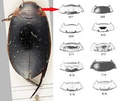 Attēlu rezultāti vaicājumam “Rhantus frontalis”