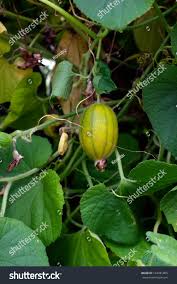 Attēlu rezultāti vaicājumam “Thladiantha dubia”