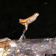 Attēlu rezultāti vaicājumam “Polyporus varius”