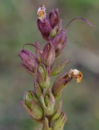 Attēlu rezultāti vaicājumam “Odontites vulgaris flower”