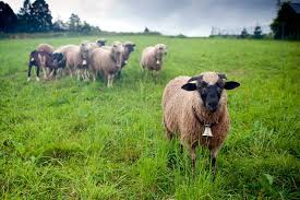 Image result for Teamsheep