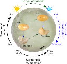 Attēlu rezultāti vaicājumam “Aulacidea hieracii”