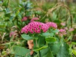 Attēlu rezultāti vaicājumam “Hylotelephium telephium bud”