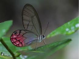 Attēlu rezultāti vaicājumam “Diachea subsessilis young”