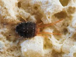 Attēlu rezultāti vaicājumam “Bryobia praetiosa”