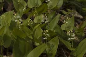 Attēlu rezultāti vaicājumam “Maianthemum bifolium”