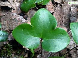 Attēlu rezultāti vaicājumam “Hepatica nobilis leaf”
