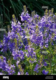 Image result for Veronica teucrium
