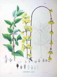 Attēlu rezultāti vaicājumam “Forsythia suspensa flower”