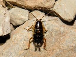 Attēlu rezultāti vaicājumam “Ectobius sylvestris female”