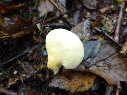 Attēlu rezultāti vaicājumam “Dichodontium pellucidum macro”