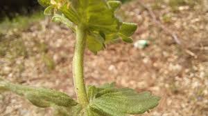 Attēlu rezultāti vaicājumam “Veronica chamaedrys leaf”