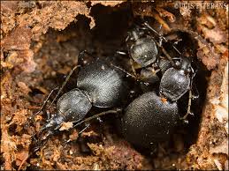 Attēlu rezultāti vaicājumam “Ceruchus chrysomelinus imago”