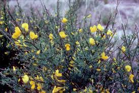 Attēlu rezultāti vaicājumam “Cytisus scoparius flower”