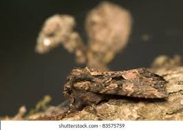 Attēlu rezultāti vaicājumam “Mniotype satura”