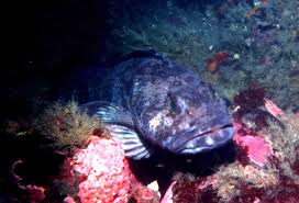 Image result for Ophiodon elongatus