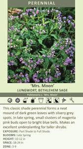 Attēlu rezultāti vaicājumam “Pulmonaria saccharata leaf”