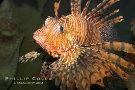 Image result for Pterois volitans