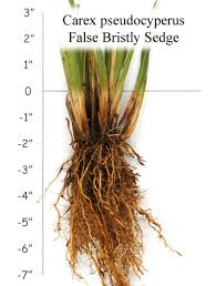 Attēlu rezultāti vaicājumam “Carex pseudocyperus”
