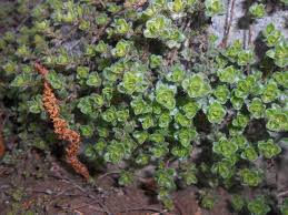 Attēlu rezultāti vaicājumam “Thymus pulegioides leaf”