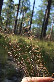 Attēlu rezultāti vaicājumam “Pleuridium subulatum sporophyte”
