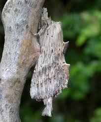 Attēlu rezultāti vaicājumam “Pterostoma palpina”