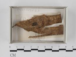 Attēlu rezultāti vaicājumam “Craterium leucocephalum”