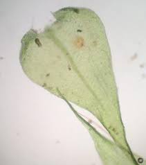 Attēlu rezultāti vaicājumam “Campylium chrysophyllum”