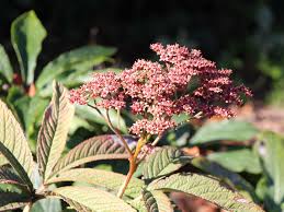 Image result for Rodgersia chocolate wings
