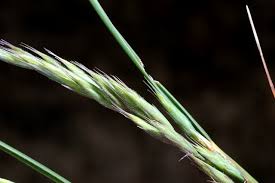 Attēlu rezultāti vaicājumam “Festuca arenaria”