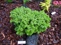 Attēlu rezultāti vaicājumam “Abies veitchii”