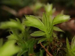 Attēlu rezultāti vaicājumam “Mnium hornum”